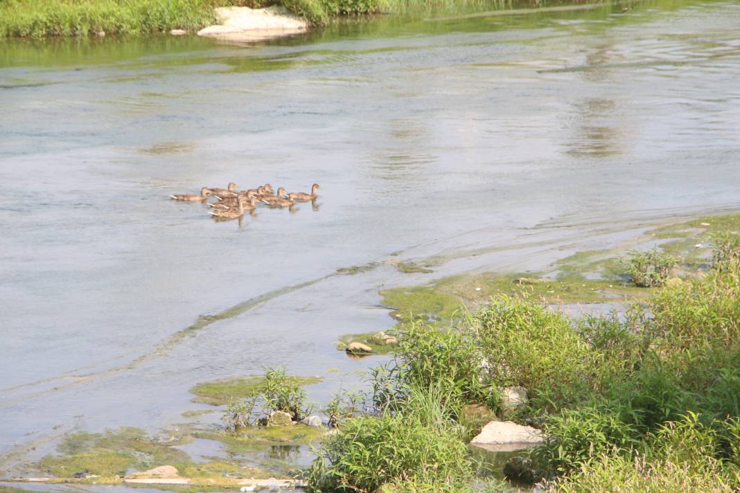 Seyhan Nehri’nin rengi değişti. Bu görüntünün sebebi ne? 22